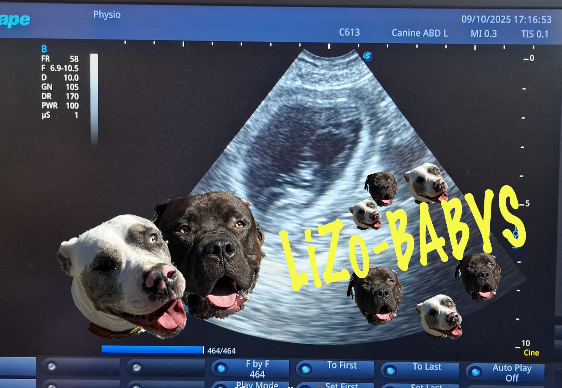 Litter Confirmed Zorro x Lillyth