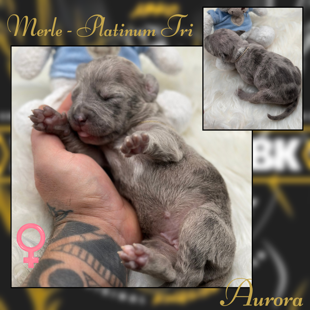 1 Puppy American Bully