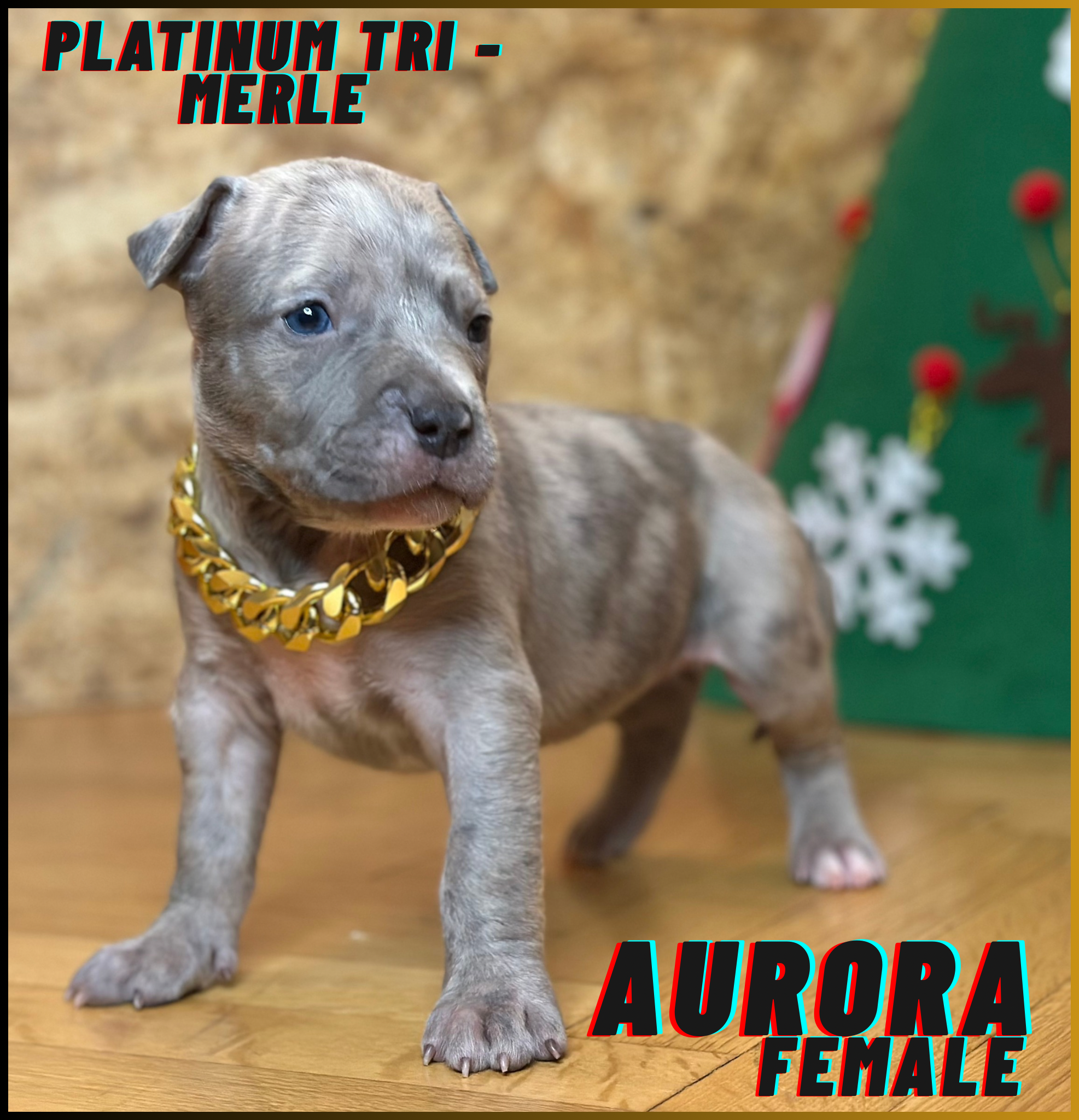 Aurora - Platinum Tri Merle American Bully Puppy