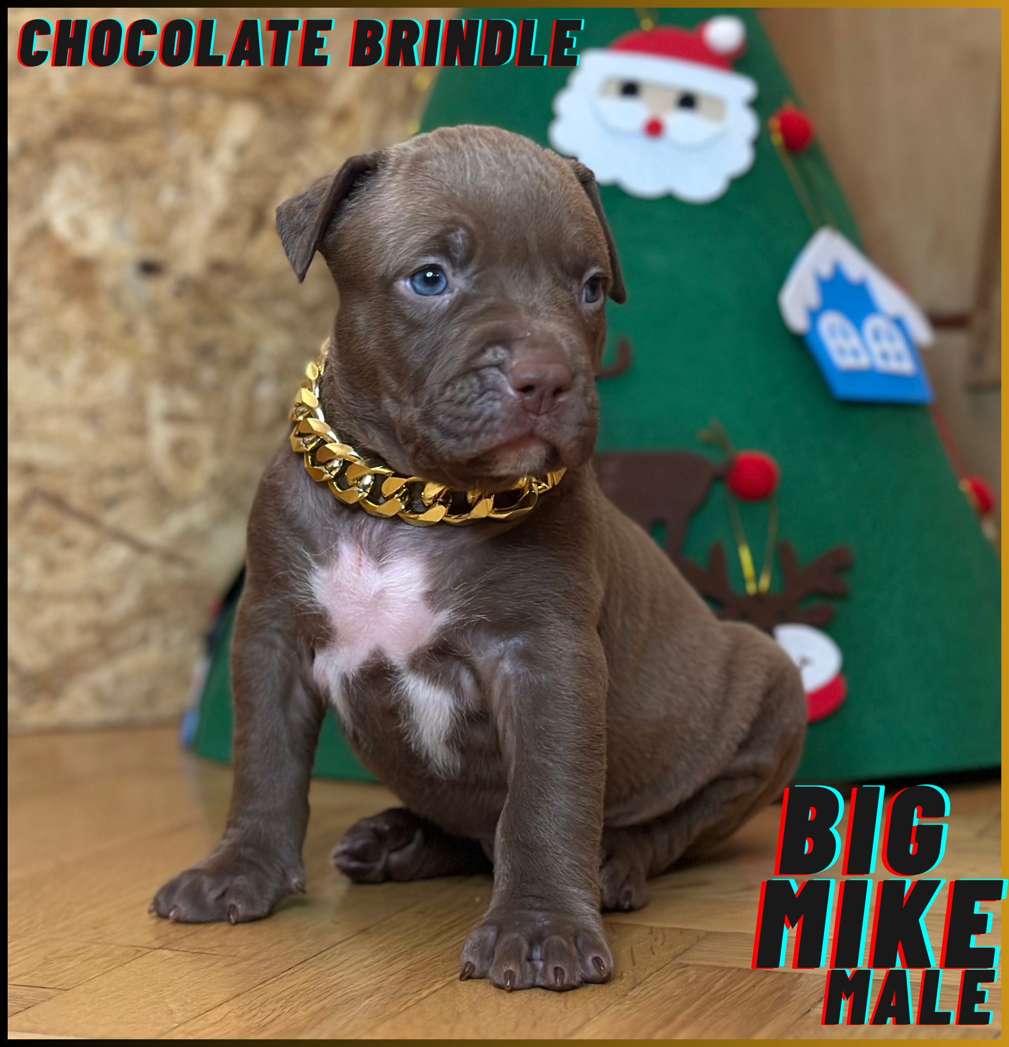 Big Mike - Chocolate Brindle American Bully Puppy
