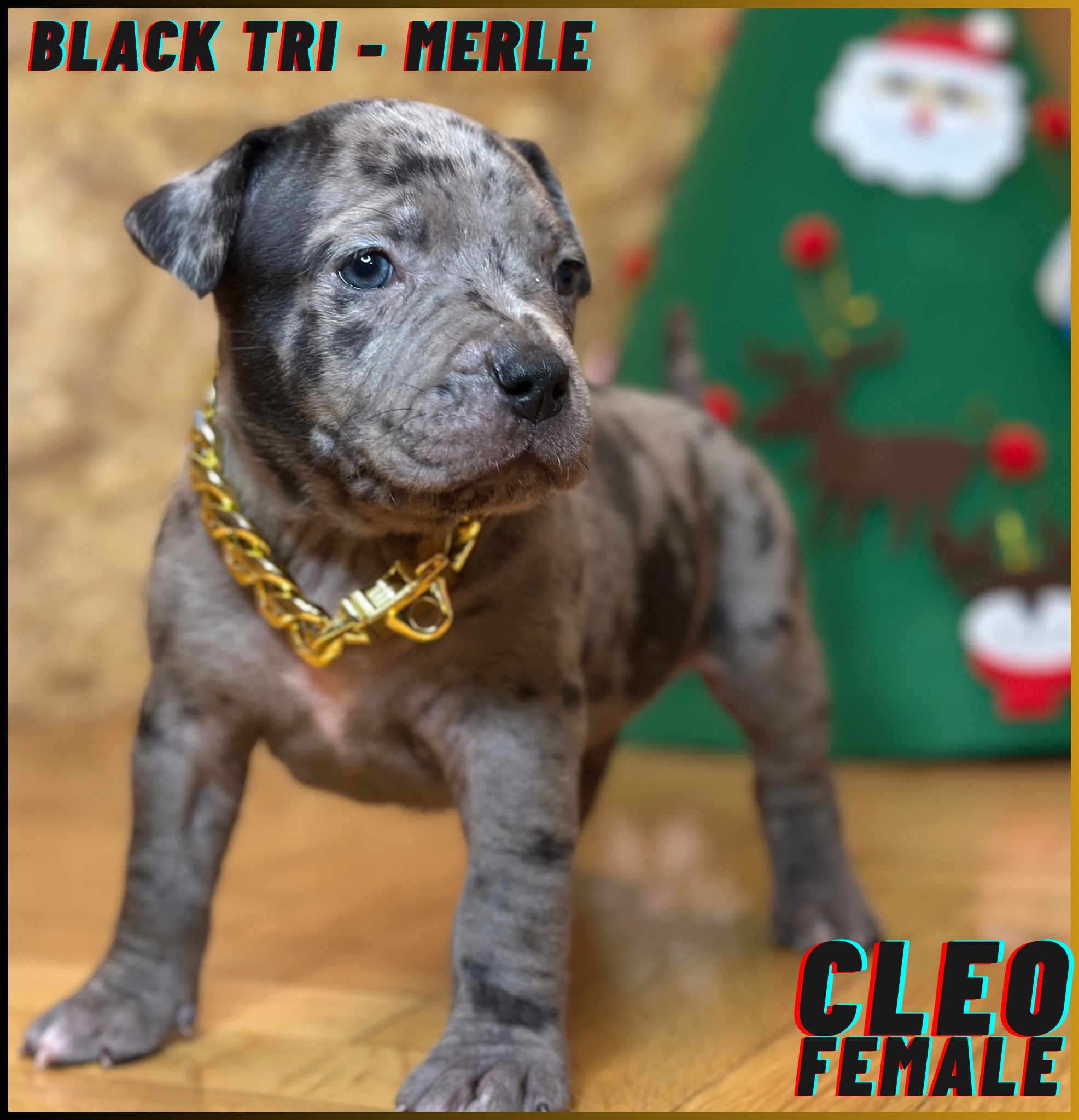 Cleo - Black Tri Merle American Bully Puppy