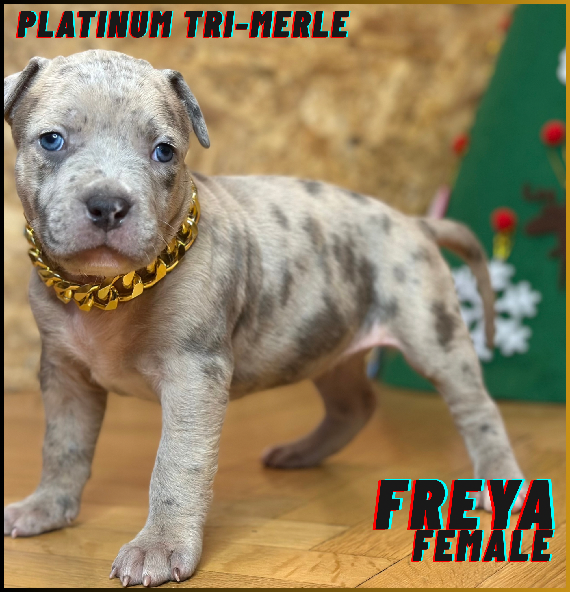 Freya - Female American Bully