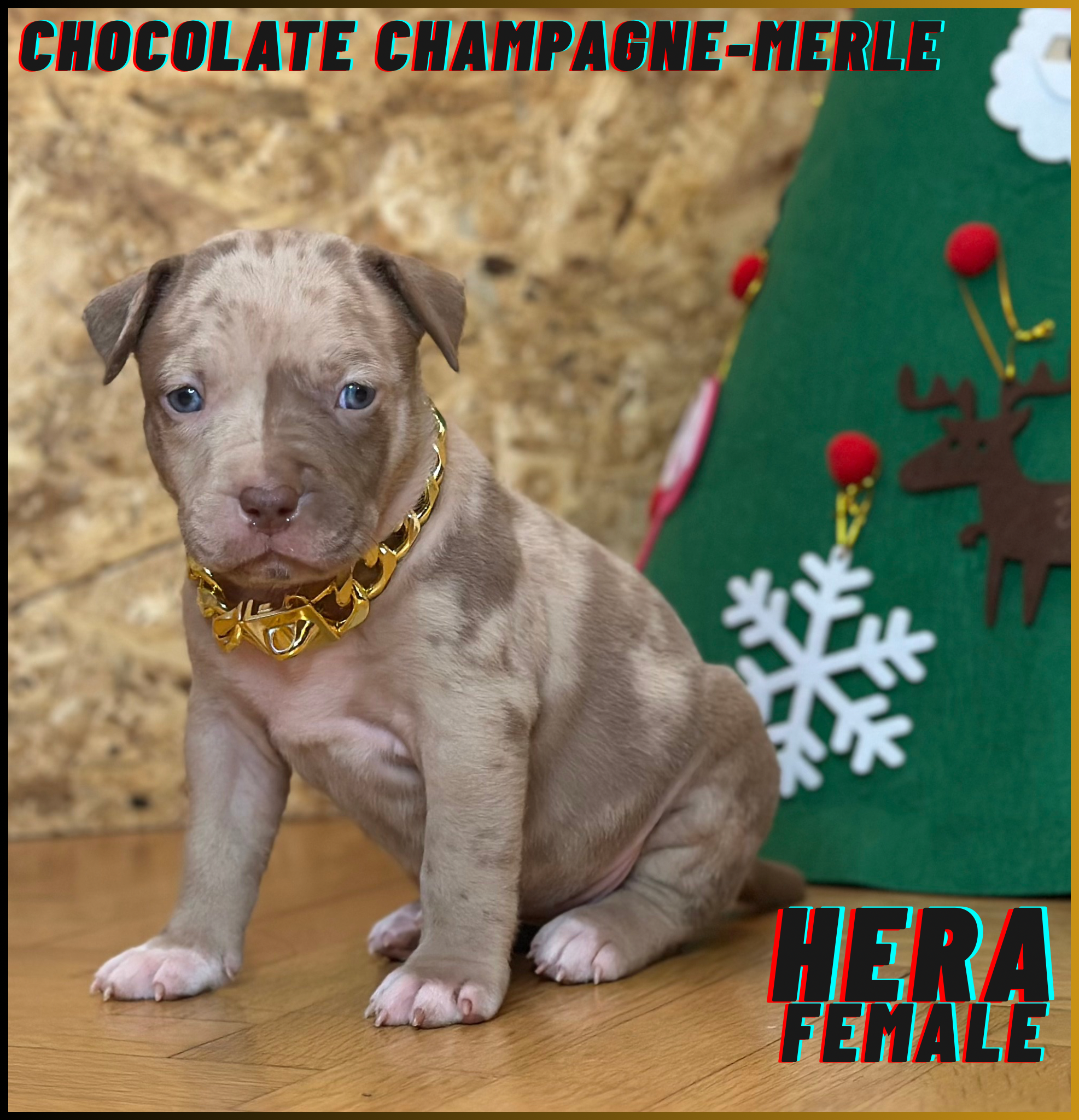 Hera - Champagne Merle American Bully Puppy