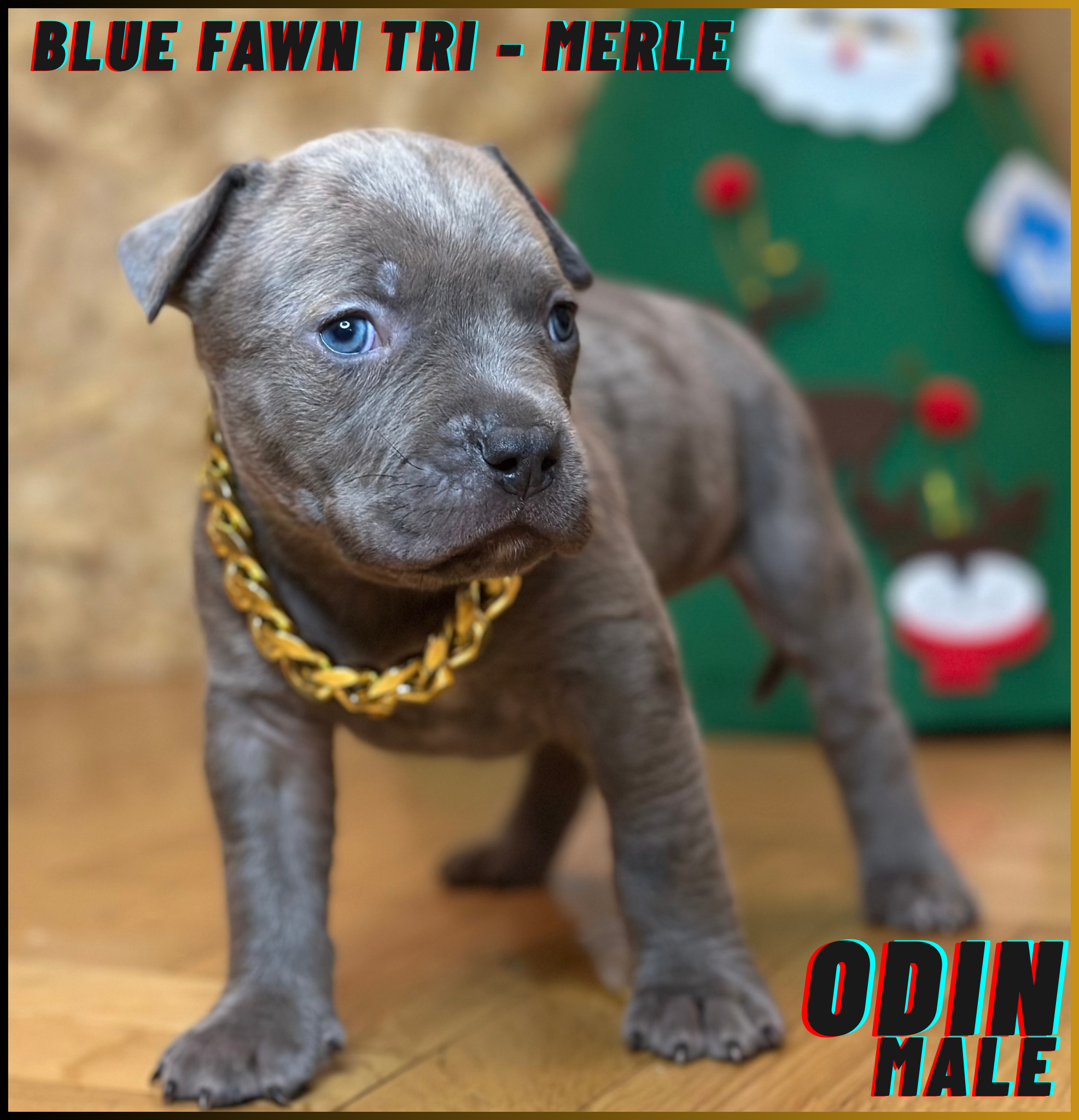 Odin - Blue Fawn Tri Merle American Bully Puppy