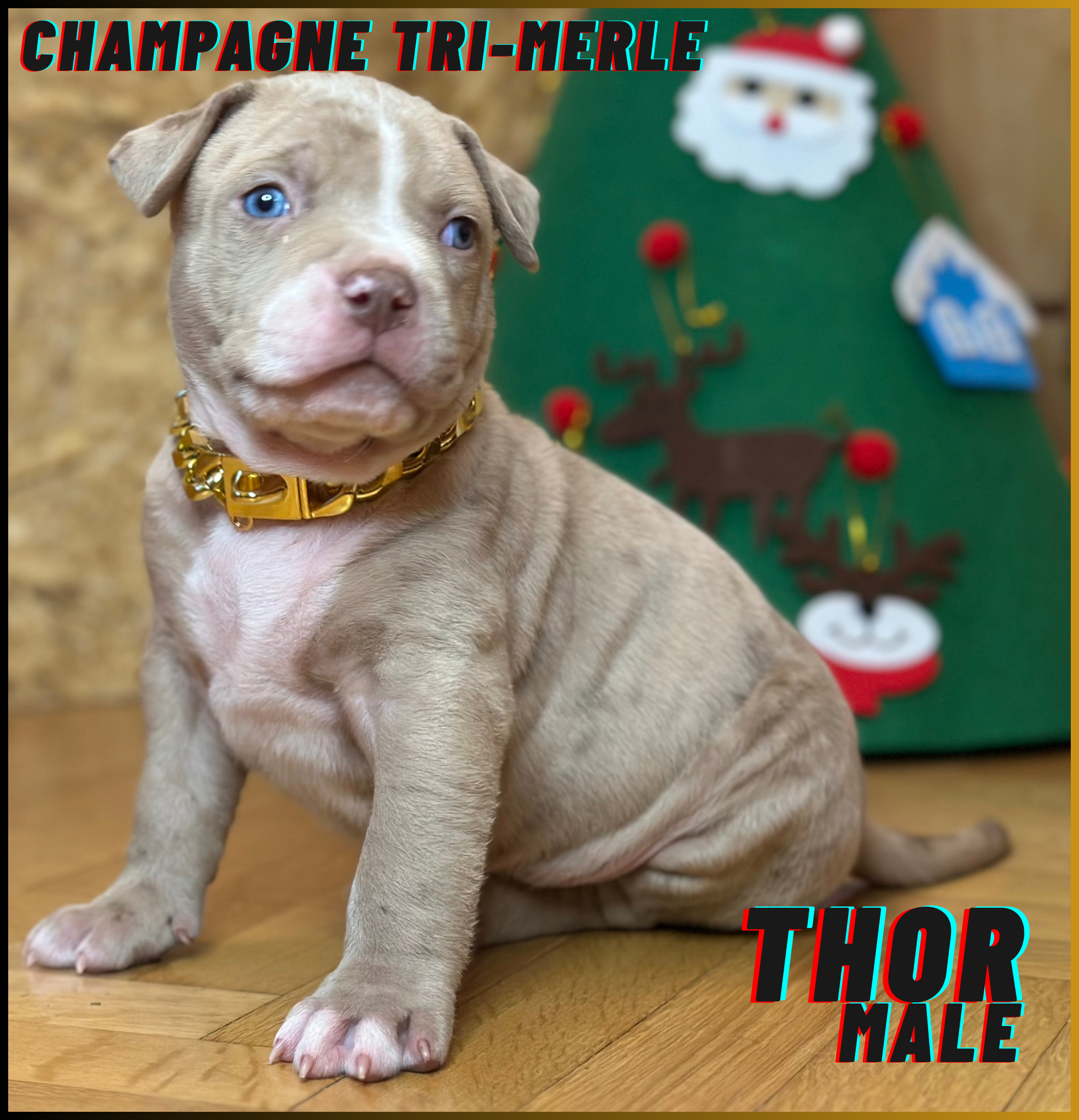Thor - Black Tri Merle American Bully Puppy