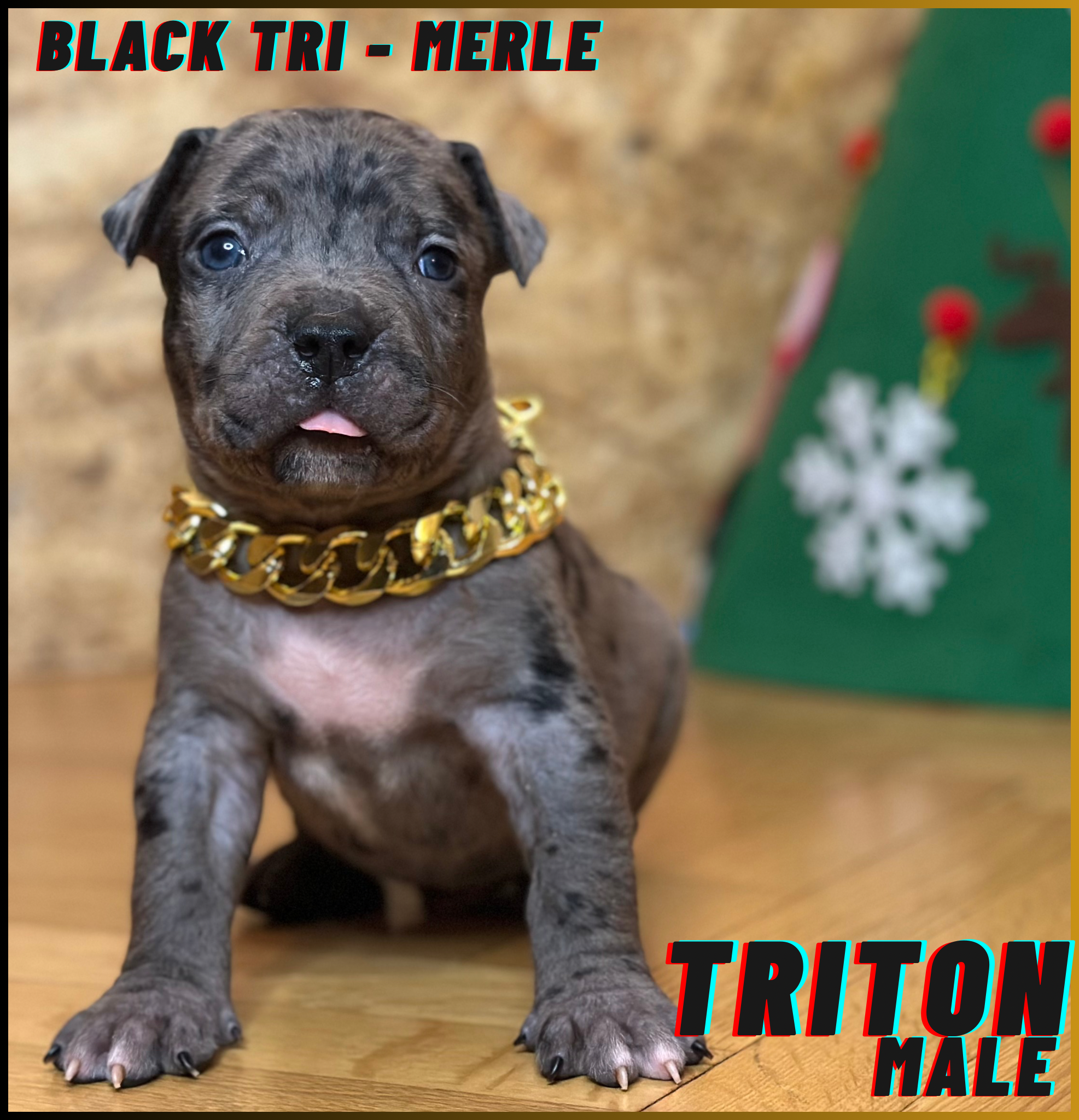 Triton - Black Tri Merle American Bully Puppy