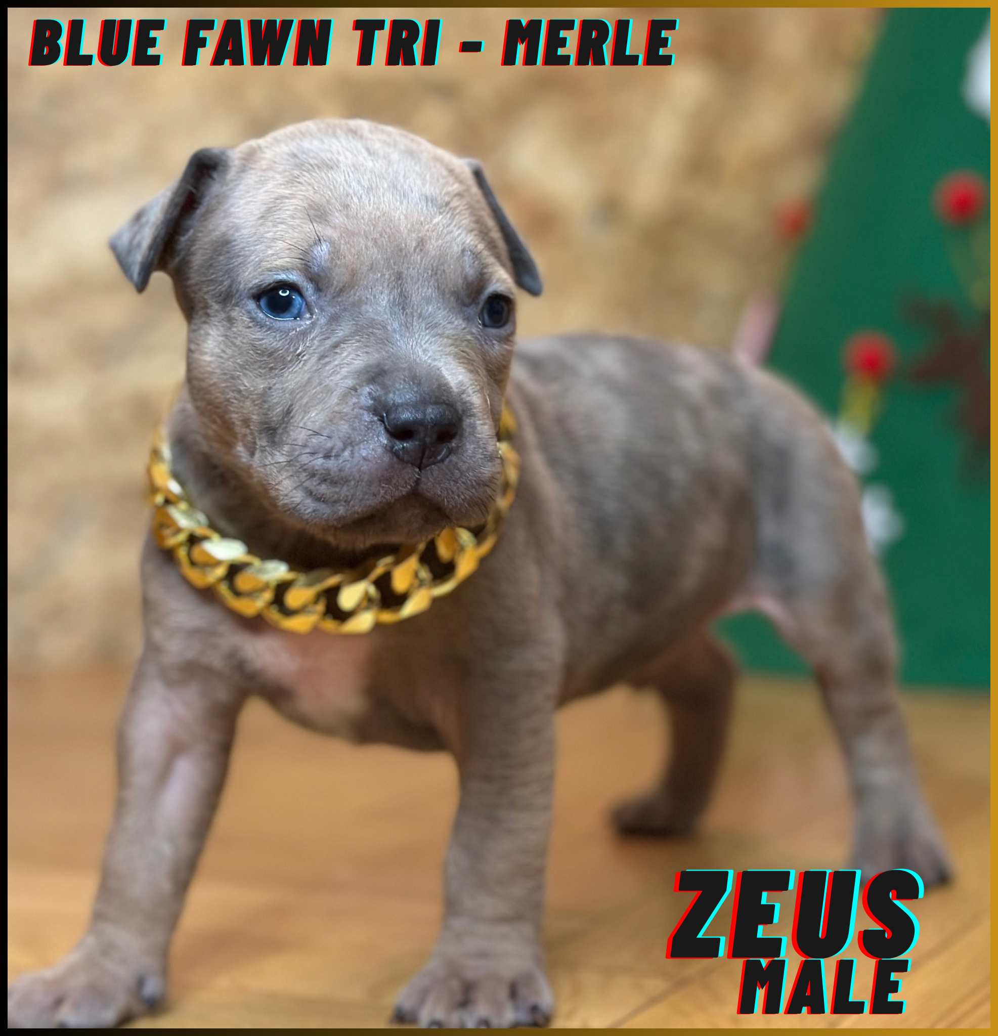 Zeus - Male American Bully Puppy