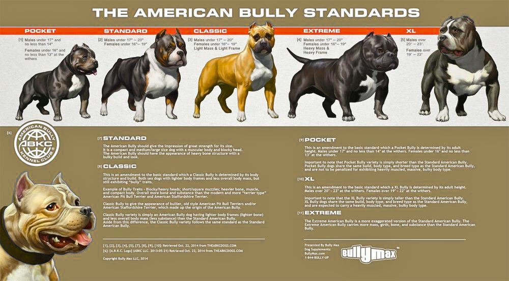 American Bully Standards